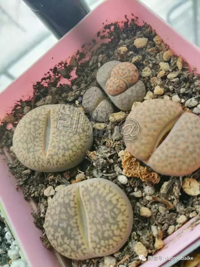 花能解语还多事的读音,一年生石花养护