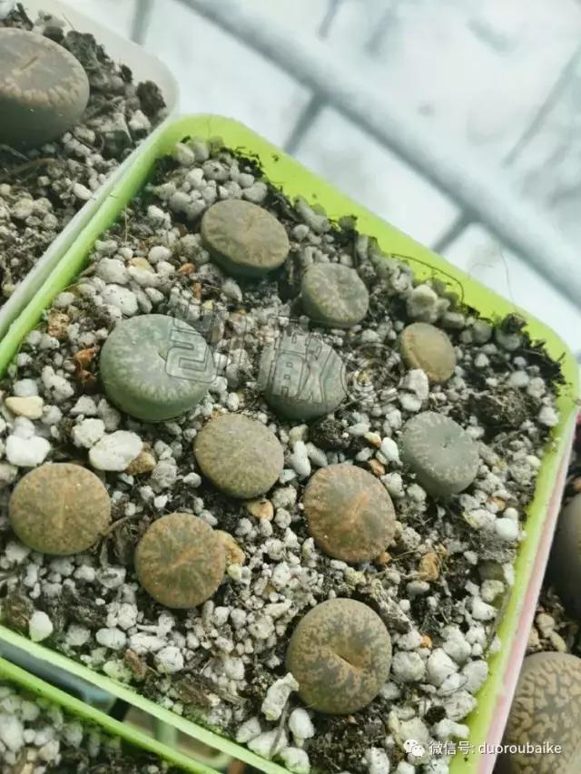 花能解语还多事的读音,一年生石花养护