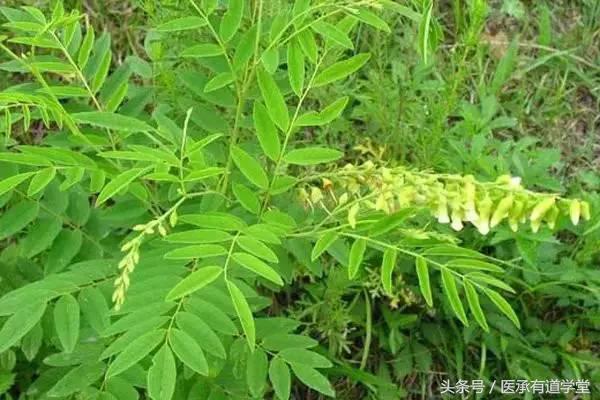 中药苦参各种小偏方,经典名方中药苦参