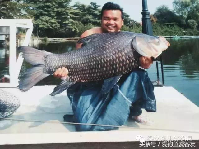 泰国巨骨舌鱼钓场位置,泰国钓鱼钓巨物位置