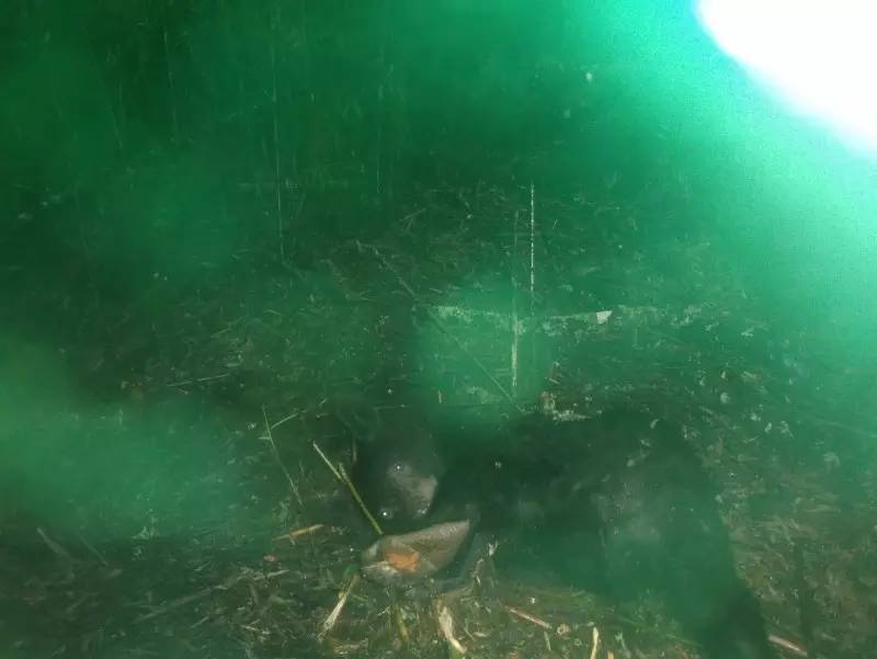 森林之眼好玩吗,森林之眼在景区哪个位置