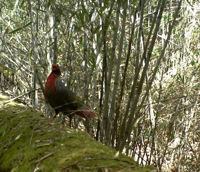 森林之眼好玩吗,森林之眼在景区哪个位置