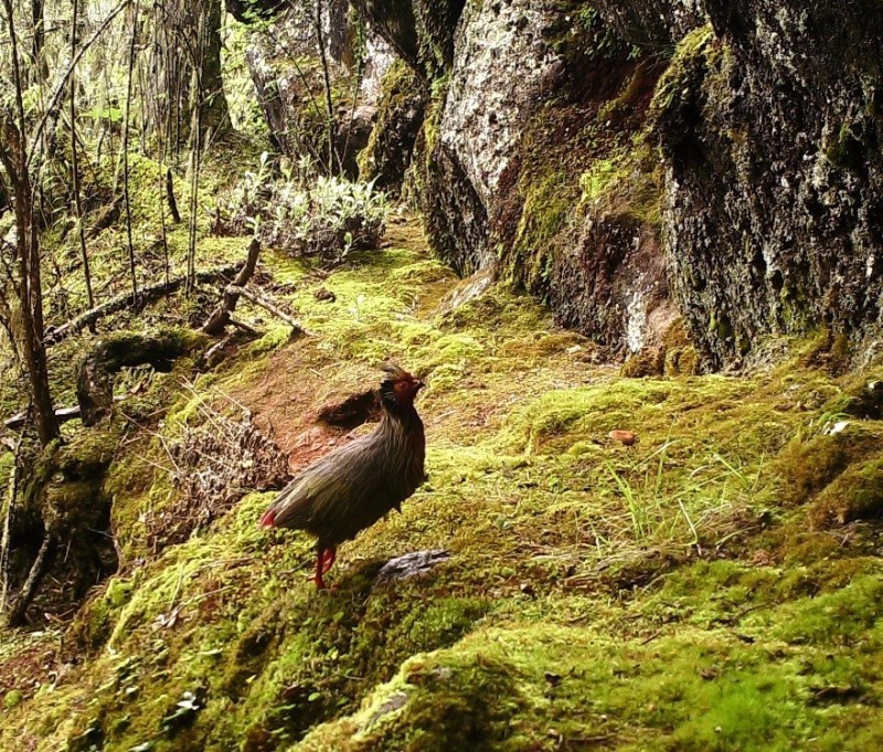 森林之眼好玩吗,森林之眼在景区哪个位置