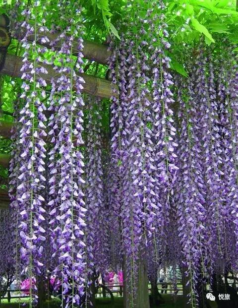 紫藤的四月美景,日本著名紫藤景点