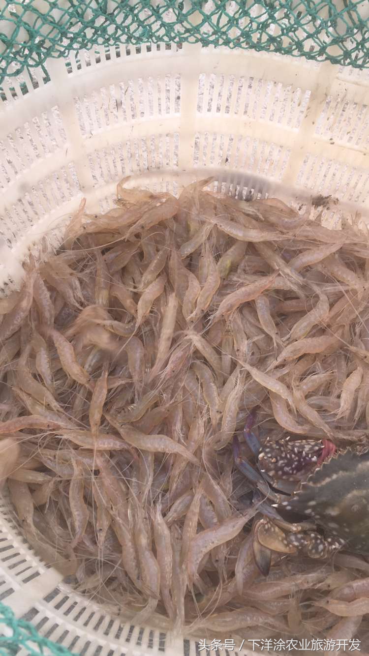 十里春风不如相约下洋涂,宁波不得不去的旅游胜地