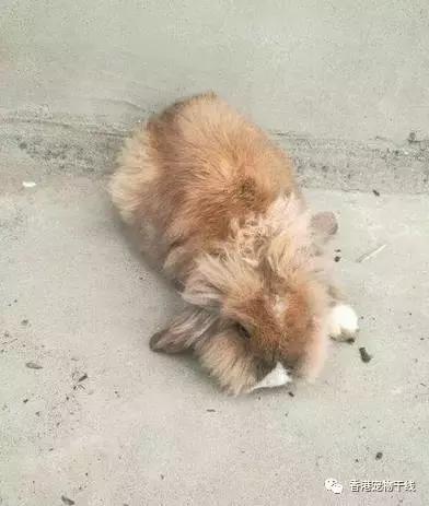 兔子养了几天不想养了,自从养了兔子就开始天天不顺