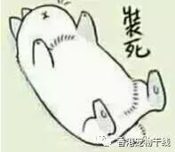 兔子养了几天不想养了,自从养了兔子就开始天天不顺