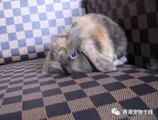 兔子养了几天不想养了,自从养了兔子就开始天天不顺