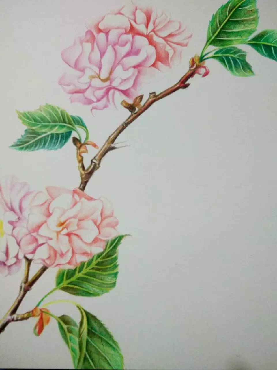 浪漫樱花分解版教程,绘画小教程动漫