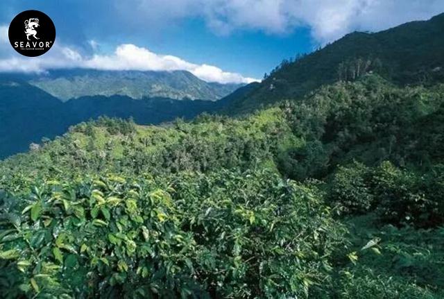 高海拔区的咖啡豆,咖啡豆适合的海拔环境