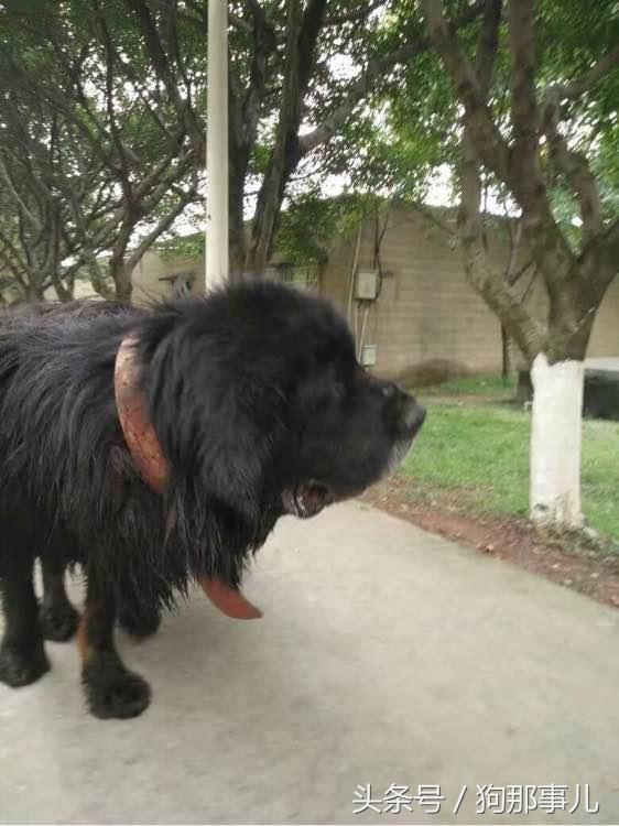 藏獒是不是对主人很温顺,藏獒忠诚护主吗