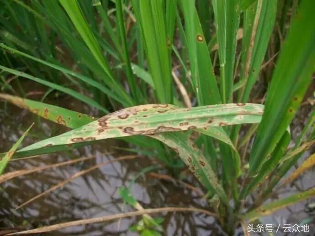 水稻除草剂药害怎么缓解,水稻发生除草剂药害怎么补救