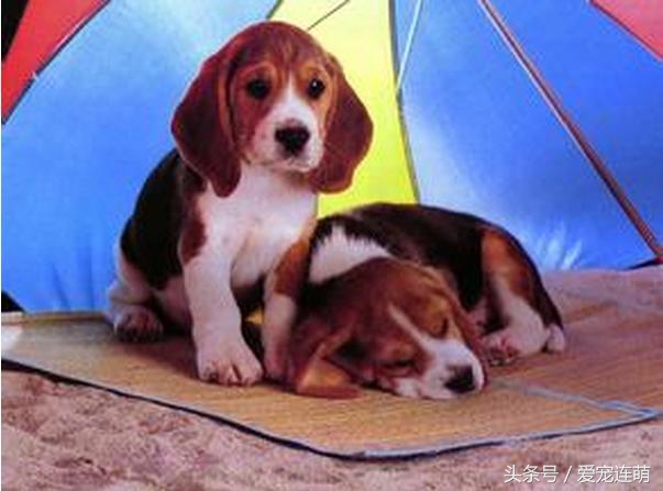 狗狗的用途,狗狗工作地方