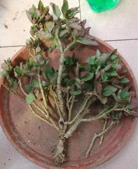 枯萎的花不能要了就该扔到垃圾桶,这五种花千万不要买