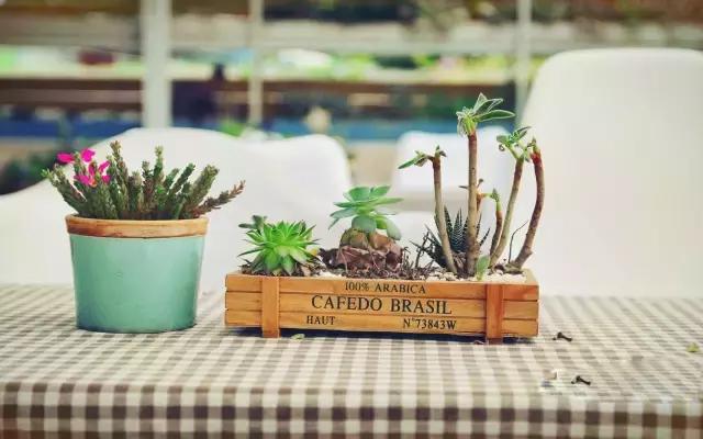 十大室内最好养活的绿植排行榜,绿植大全1000种