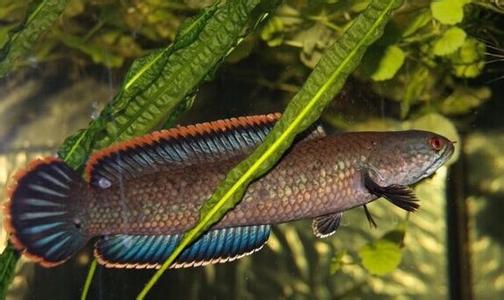 常见原生缸鱼,广西常见原生鱼