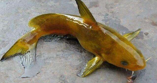 常见原生缸鱼,广西常见原生鱼