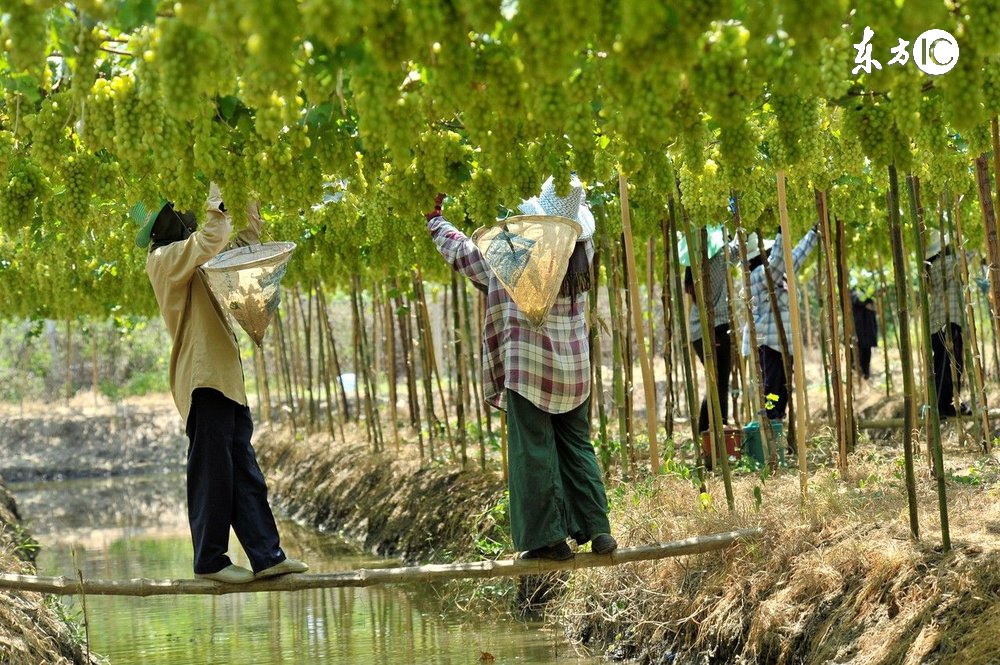 农村土地流转后还有粮补吗,土地流转以后大龄农民靠什么生活