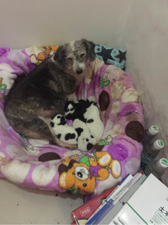 狗狗怀孕生了好多狗崽怎么处理,怀孕狗狗快生的时候肚子硬