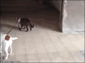 合格的猫咪铲屎官推荐,喵星人铲屎官必备