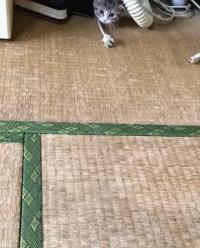 合格的猫咪铲屎官推荐,喵星人铲屎官必备