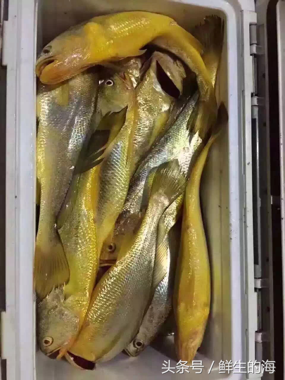 中国最贵的十种野生鱼,真正的野生金龙鱼一条多少钱