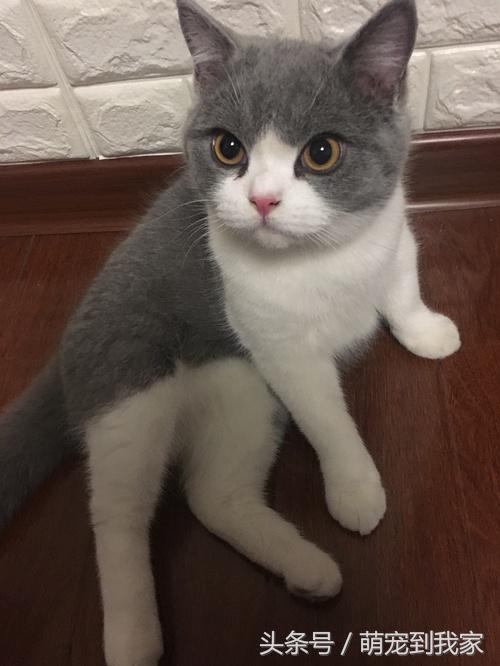 命中注定与温婉的猫相遇 (感谢命运让猫相遇)