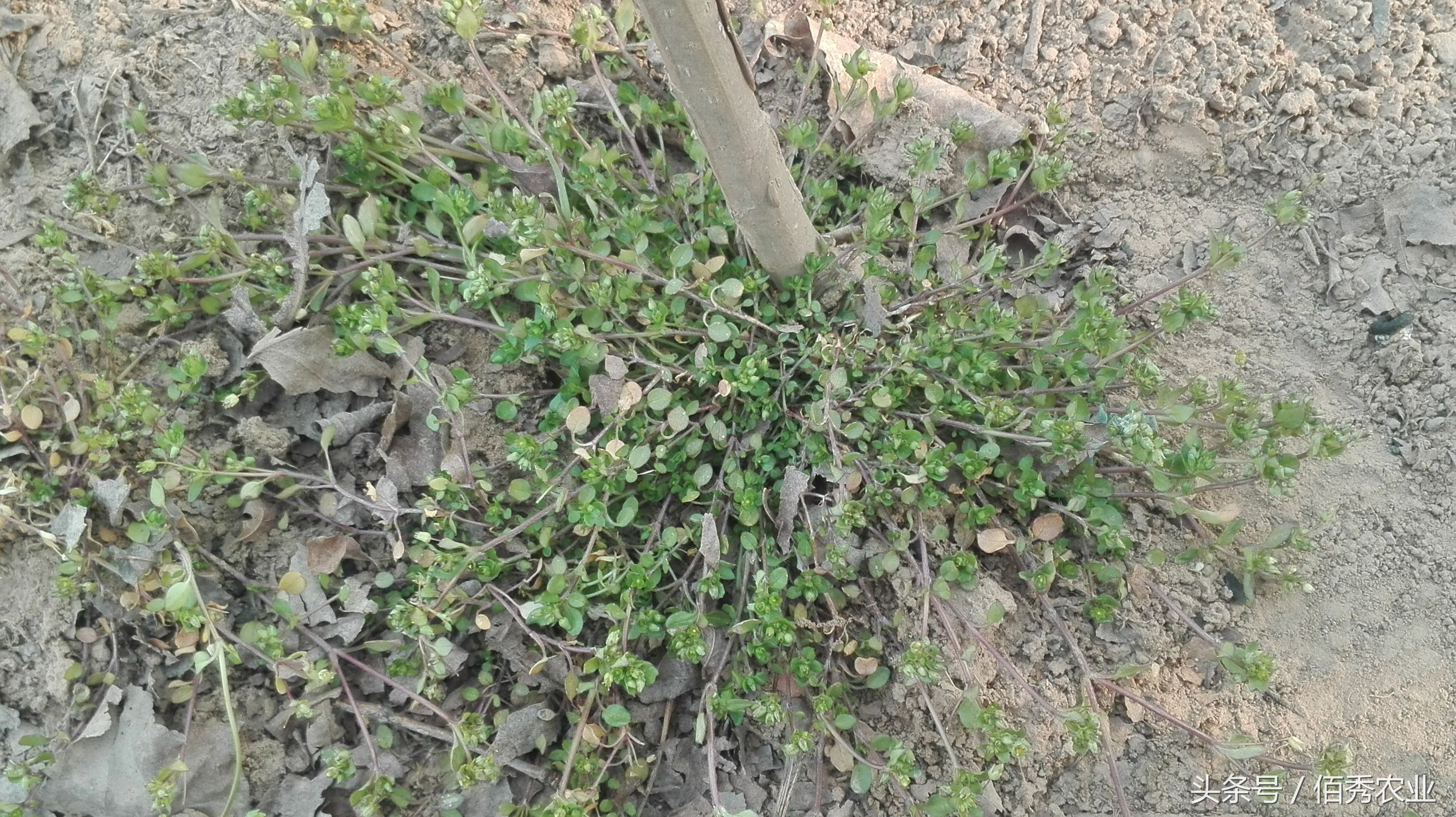 农村的什么杂草治疗痔疮有效果的,农村泛滥成灾的痔疮草