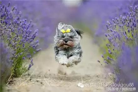 如何才能使我们的狗狗更长寿,狗狗长寿的正确方法