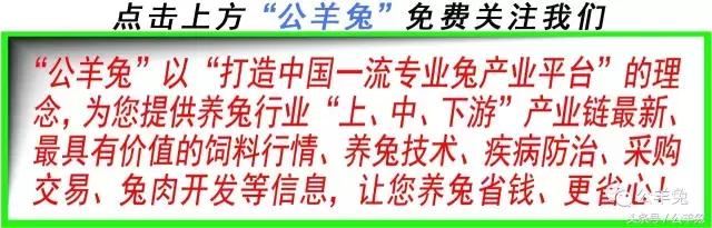 养兔技术及方法,养兔技术与兔疾病防治顺序流程