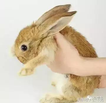 养兔技术及方法,养兔技术与兔疾病防治顺序流程