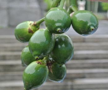 槟榔加酒快活似神仙,槟榔到底有啥秘密呢