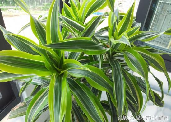 遗憾没有阳光？背阴阳台也能打造幽静绿色花园