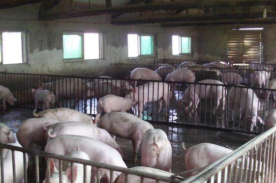 养殖白猪创业致富,农户养一头猪利润是多少