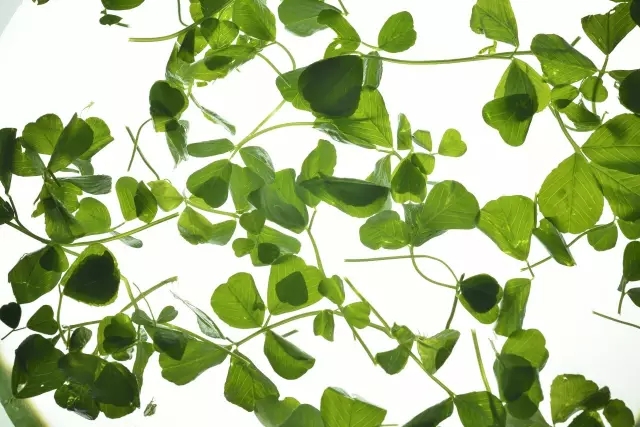 野菜鲜香嫩绿,野菜春天来