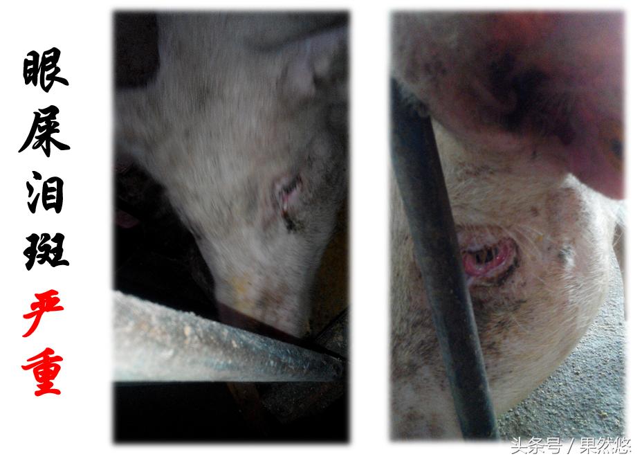 母猪饲养的基本原则,母猪饲养管理指南解读