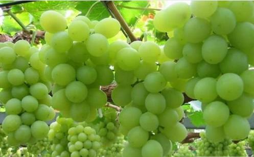 中国十大特产必吃,吃遍全世界的特产