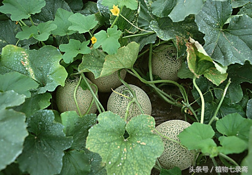 水果盆栽种植哈密瓜,种植水果盆栽哈密瓜