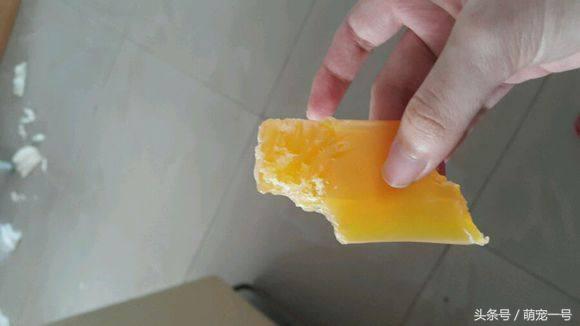 养了一只金毛,养了只金毛