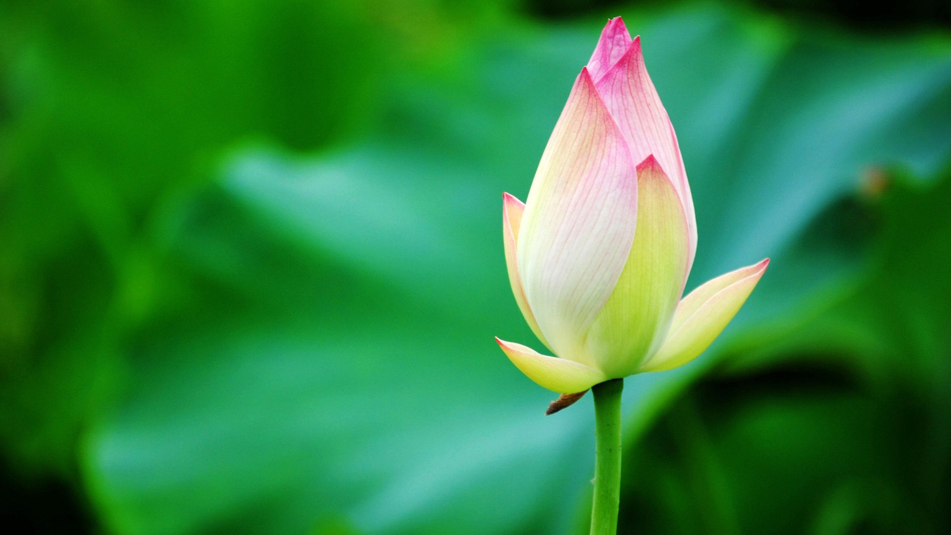 孕妇阑尾手术后能喝白蒿红枣水吗,孕妇阑尾手术对胎儿有影响吗