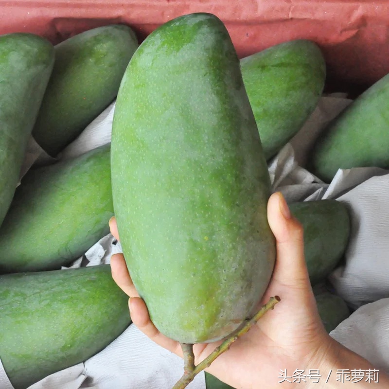 越南一级大青芒,单果1到2斤,吃起来倍爽