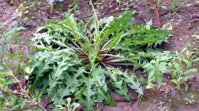 运城美食野菜,运城田间美食推荐