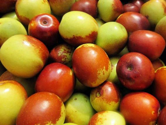 河北黄骅冬枣哪家强,黄骅脆冬枣制作