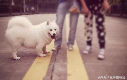 萨摩耶腿短是纯种吗,萨摩耶脚有问题