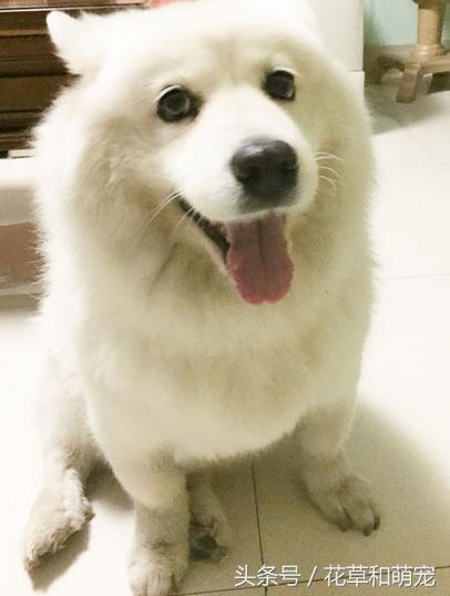 萨摩耶腿短是纯种吗,萨摩耶脚有问题