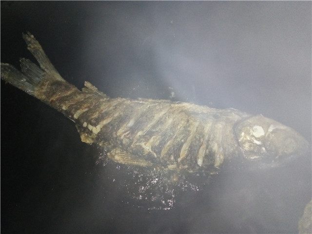 农村大铁锅红烧鱼,农家土灶柴火鱼的做法