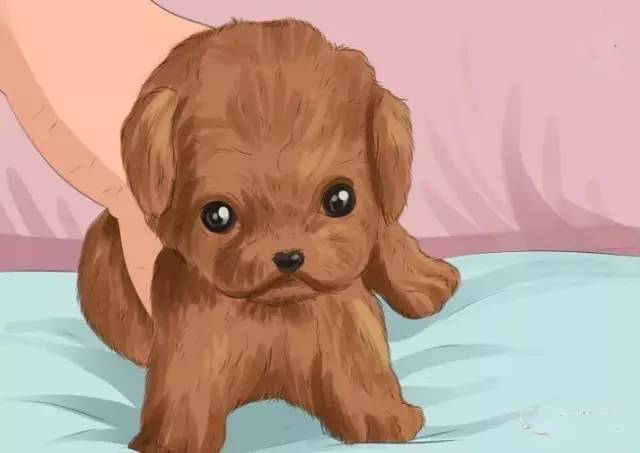 泰迪犬的喂养方法注意事项,泰迪犬的正确喂养方法图解