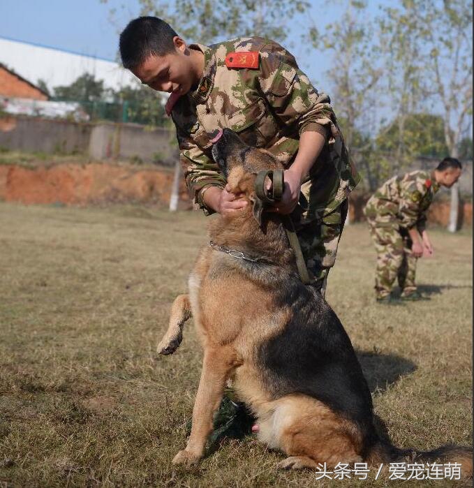狗狗的用途,狗狗工作地方