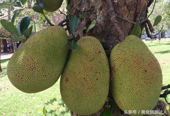 湛江必吃的十大名果,最好吃的十大水果排行