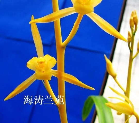 云南最贵的兰花品种有几种,云南兰花名贵品种图片介绍